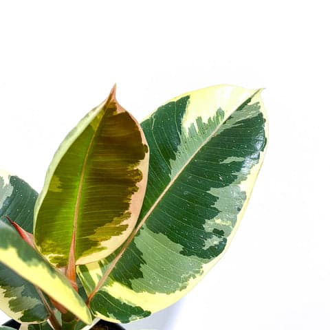Ficus Tineke
