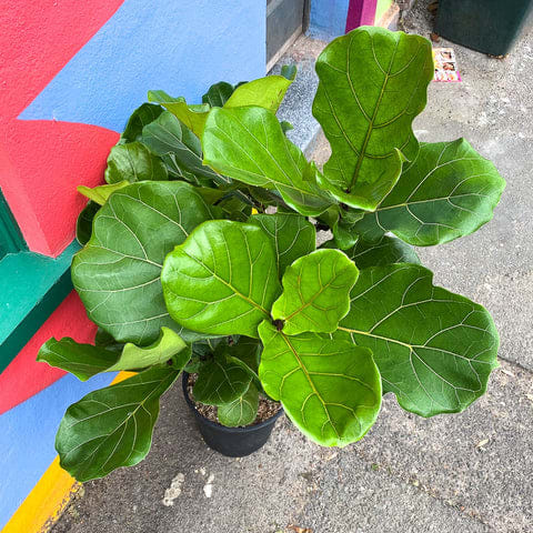 Ficus Lyrata Tree