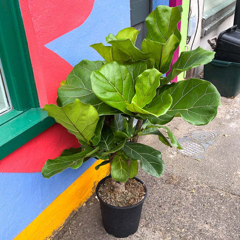 Ficus Lyrata Tree