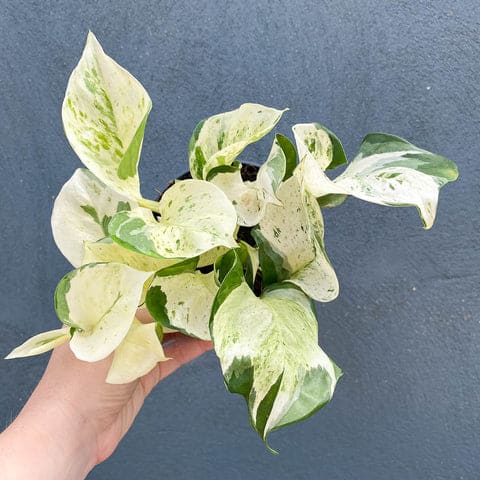 Happy Leaf Pothos