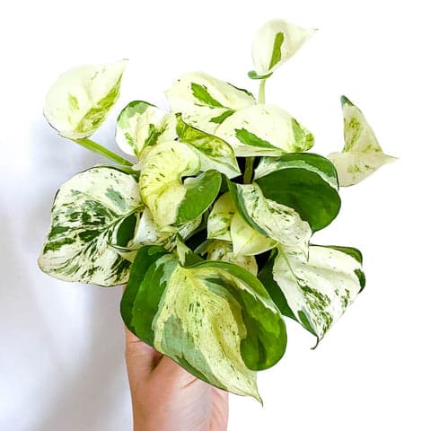 Happy Leaf Pothos