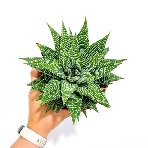 Haworthia 'Spider White'
