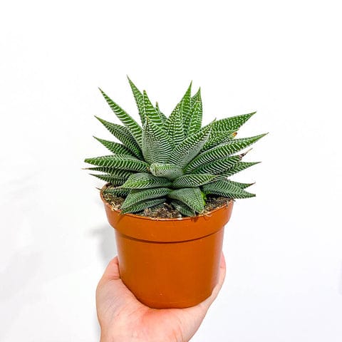 Haworthia 'Spider White'