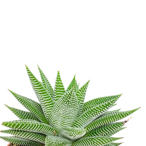 Haworthia 'Spider White'