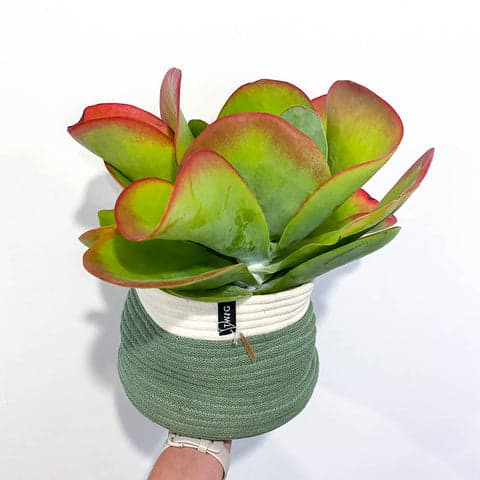 Kalanchoe Thyrsiflora