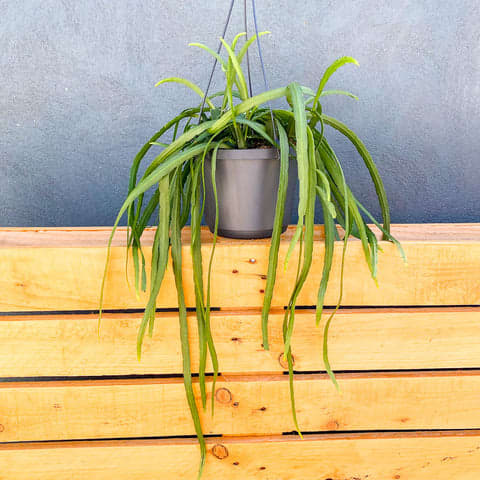 Lepisium Bolivianum