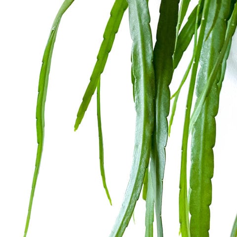 Lepisium Bolivianum