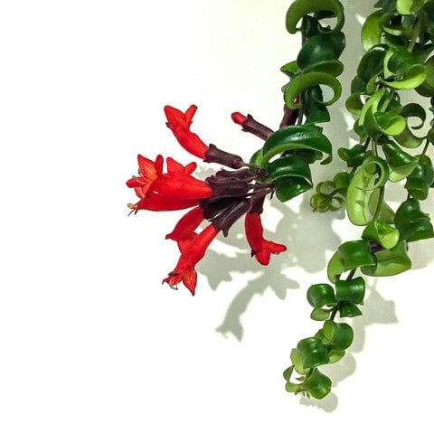 Plant - Lipstick Plant