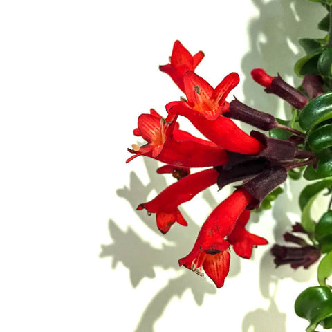 Plant - Lipstick Plant