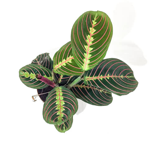 Plant - Prayer Plant