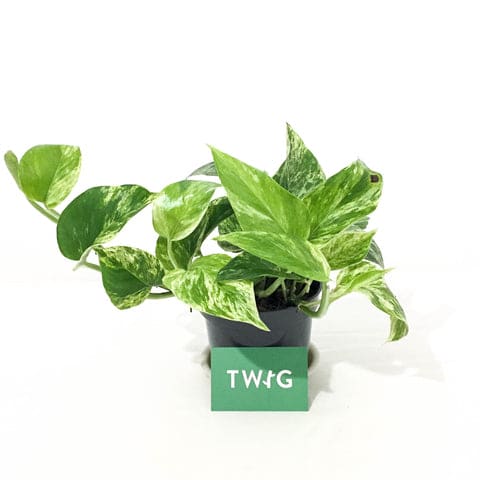 Plant - Marble Queen Pothos