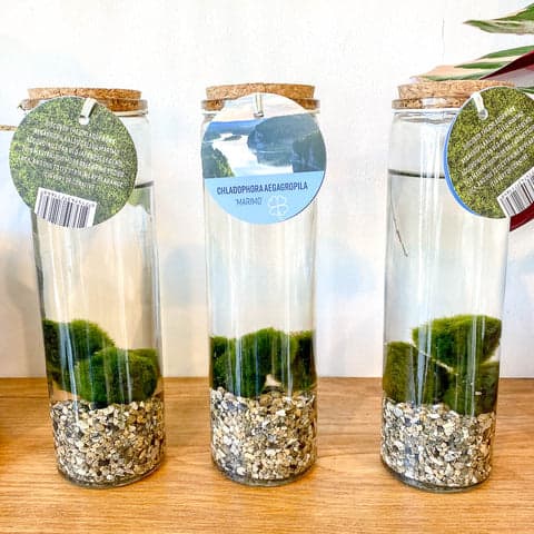 Marimo Moss Ball in Glass Vase