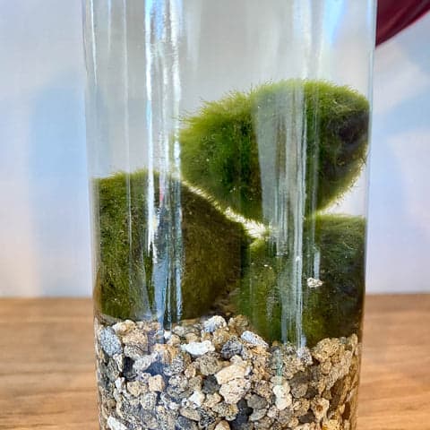 Marimo Moss Ball in Glass Vase