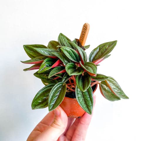 Peperomia babies varied