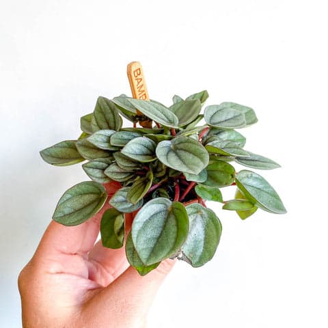 Peperomia babies varied