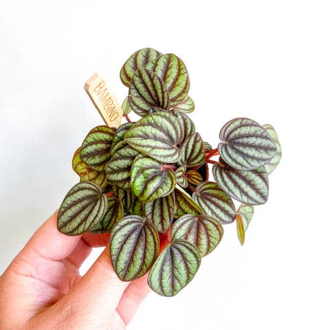 Peperomia babies varied