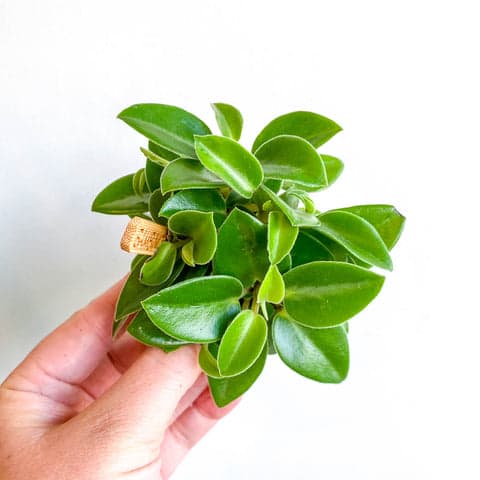 Peperomia babies varied