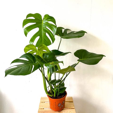 Plant - Monstera Deliciosa