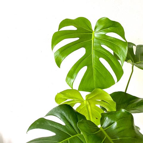Plant - Monstera Deliciosa