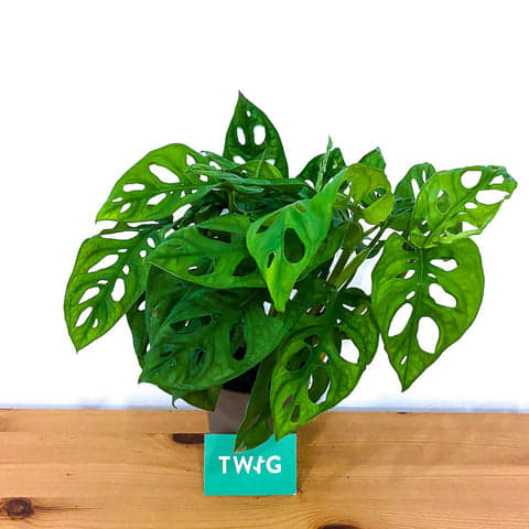 Plant - Monstera Obliqa