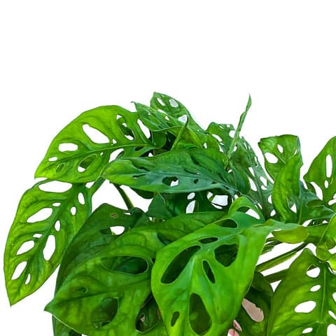 Plant - Monstera Obliqa