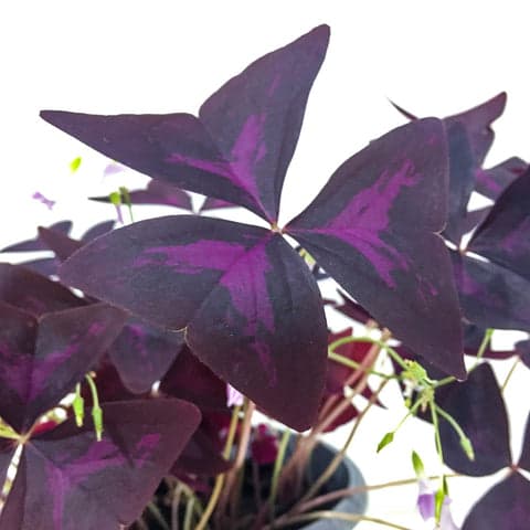 Oxalis Triangularis