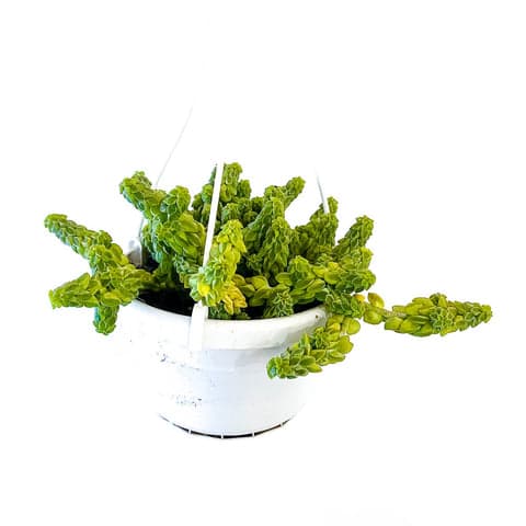 Peperomia Columnella