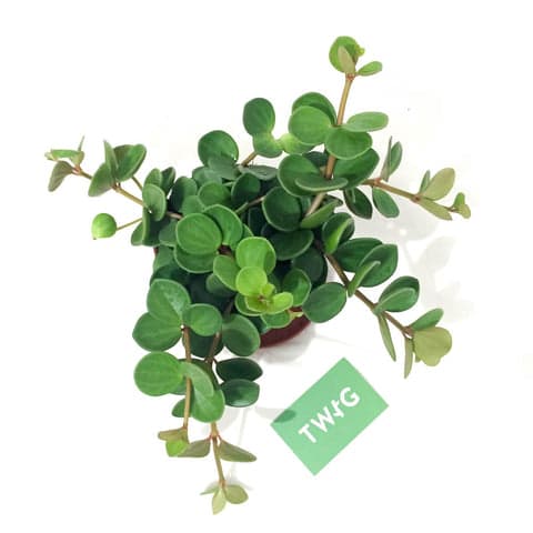 Peperomia 'Hope'