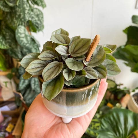 Peperomia babies varied