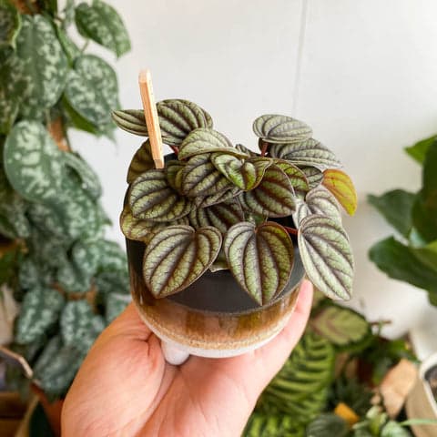 Peperomia babies varied
