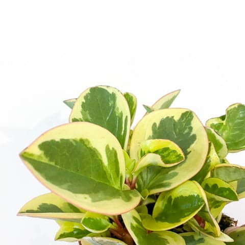 Peperomia Obtusifolia 'Obtipan'