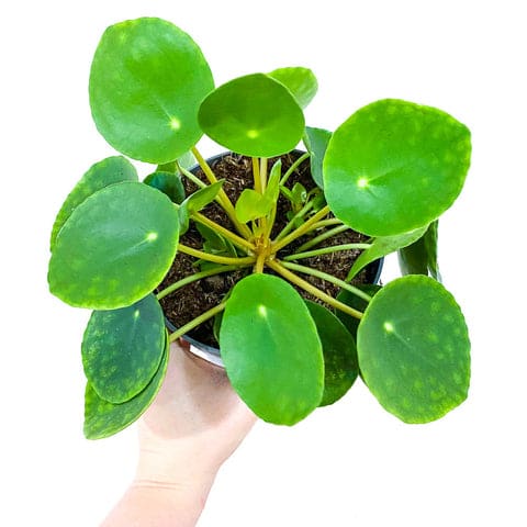 Plant - Chinese Money Plant