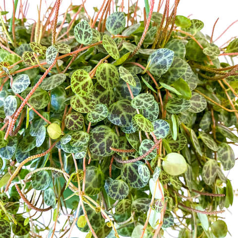 Peperomia Prostrata