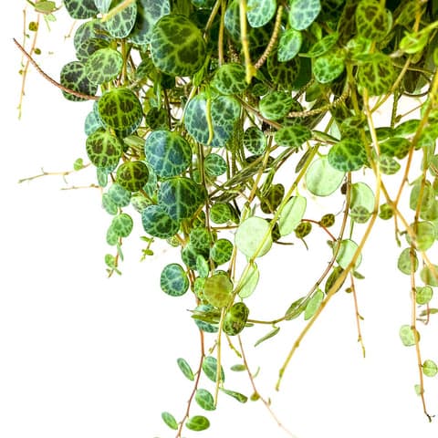 Peperomia Prostrata