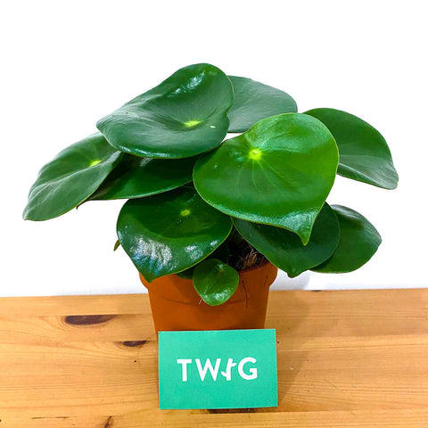 Plant - Peperomia 'Raindrop'