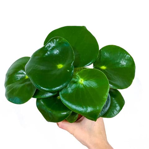 Plant - Peperomia 'Raindrop'