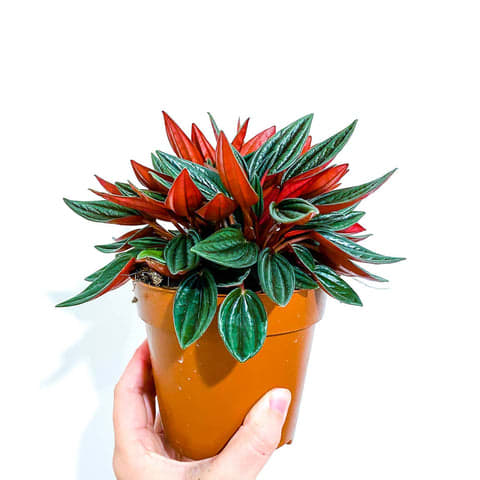 Peperomia Rosso