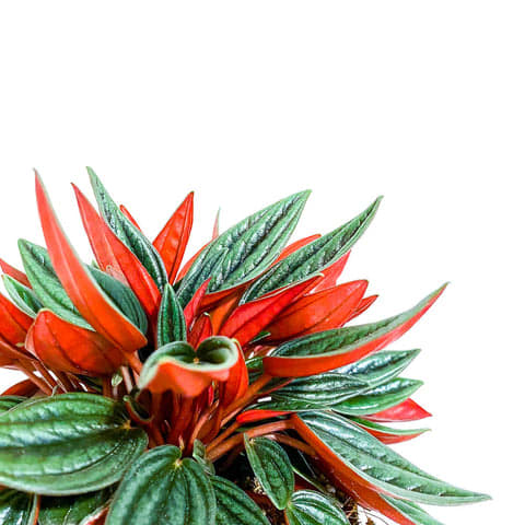 Peperomia Rosso