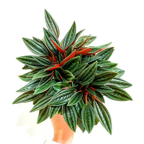 Peperomia Rosso