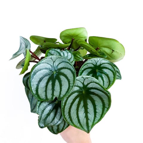Plant - Peperomia Watermelon