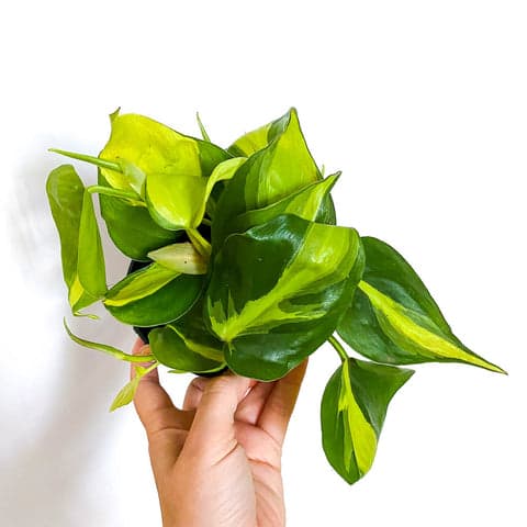 Philodendron Scandens 'Brasil'