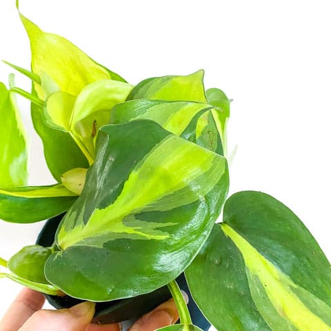 Philodendron Scandens 'Brasil'