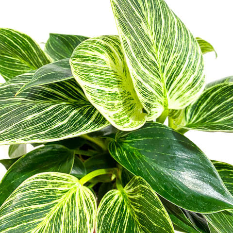 Philodendron Birkin ‘white wave’