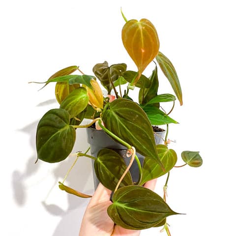 Philodendron Scandens 'micans'
