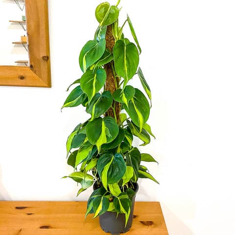 Philodendron Scandens 'Brasil'