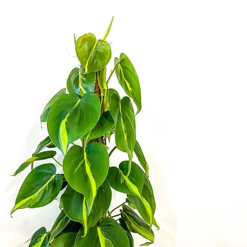 Philodendron Scandens 'Brasil'