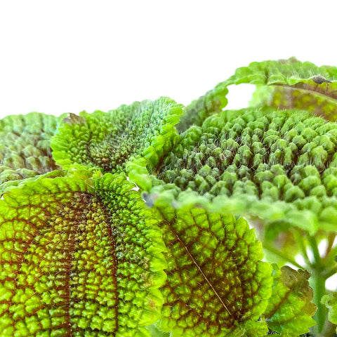 Moon Valley Pilea