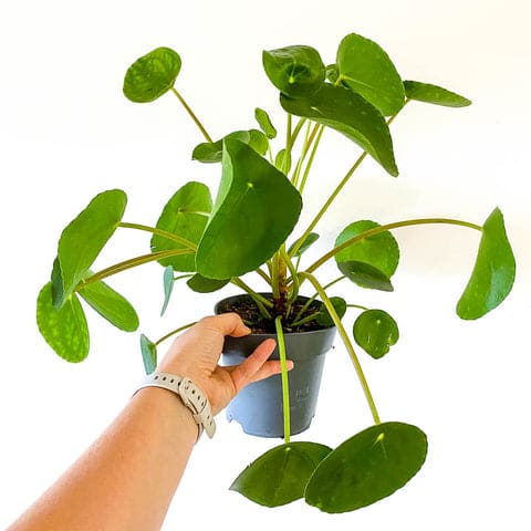 Pilea Peperomioides