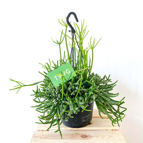 Plant - Rhipsalis cereuscula