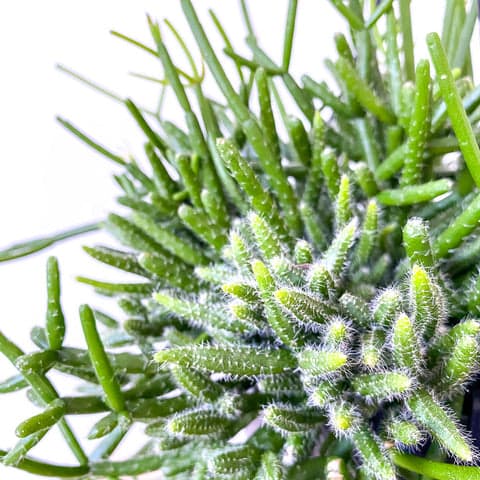 Plant - Rhipsalis cereuscula